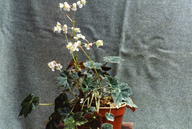 B. ‘Nimbo’